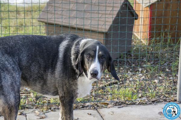 Blaky, il gigante buono in cerca di un nuovo inizio Foto 2